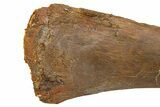 Partial Hadrosaur (Edmontosaurus) Fibula - Wyoming #292609-2